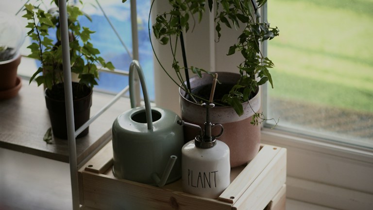 Plan Your First Container Garden Before Buying Plants